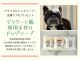 オンラインショップで人気の「ナチュラルドッグソープ・皮膚ケア」をプレゼント♪