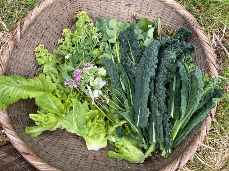新鮮なお野菜が収穫できます!