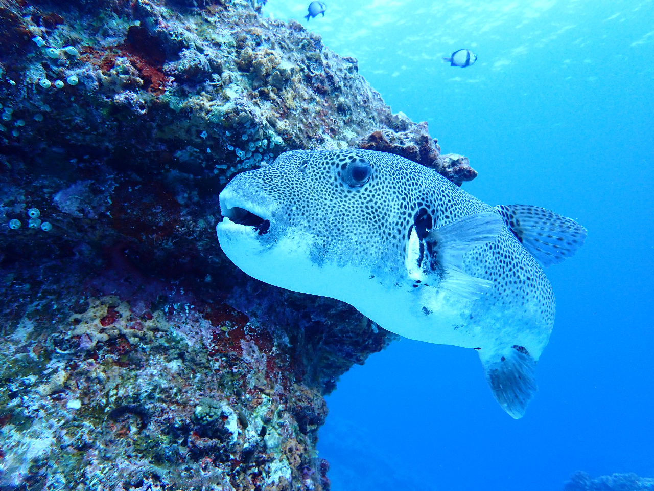 モヨウフグと戯れる