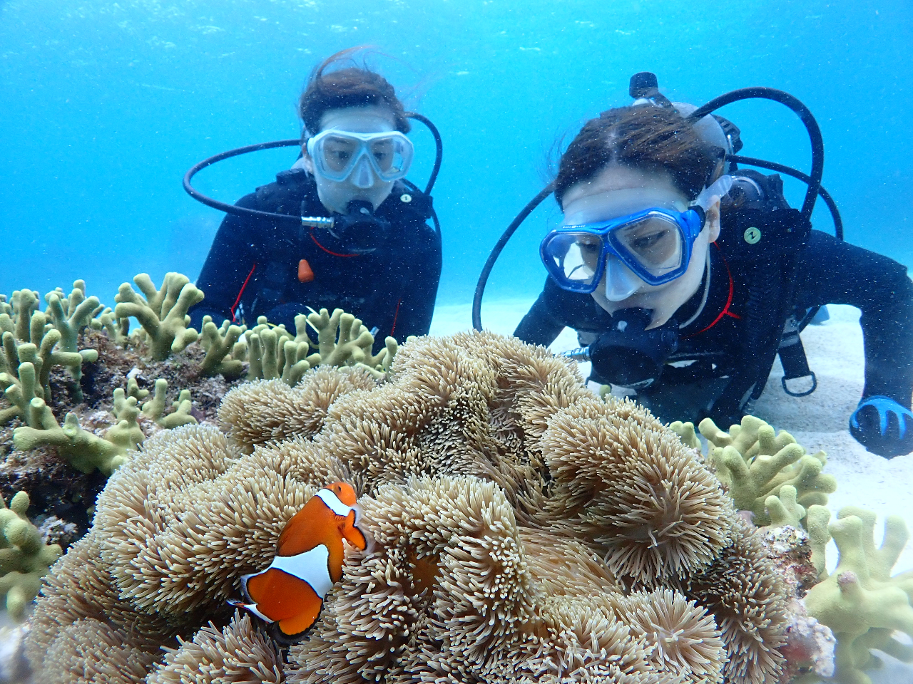 人気のカクレクマノミ