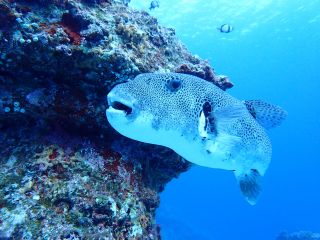 モヨウフグと戯れる