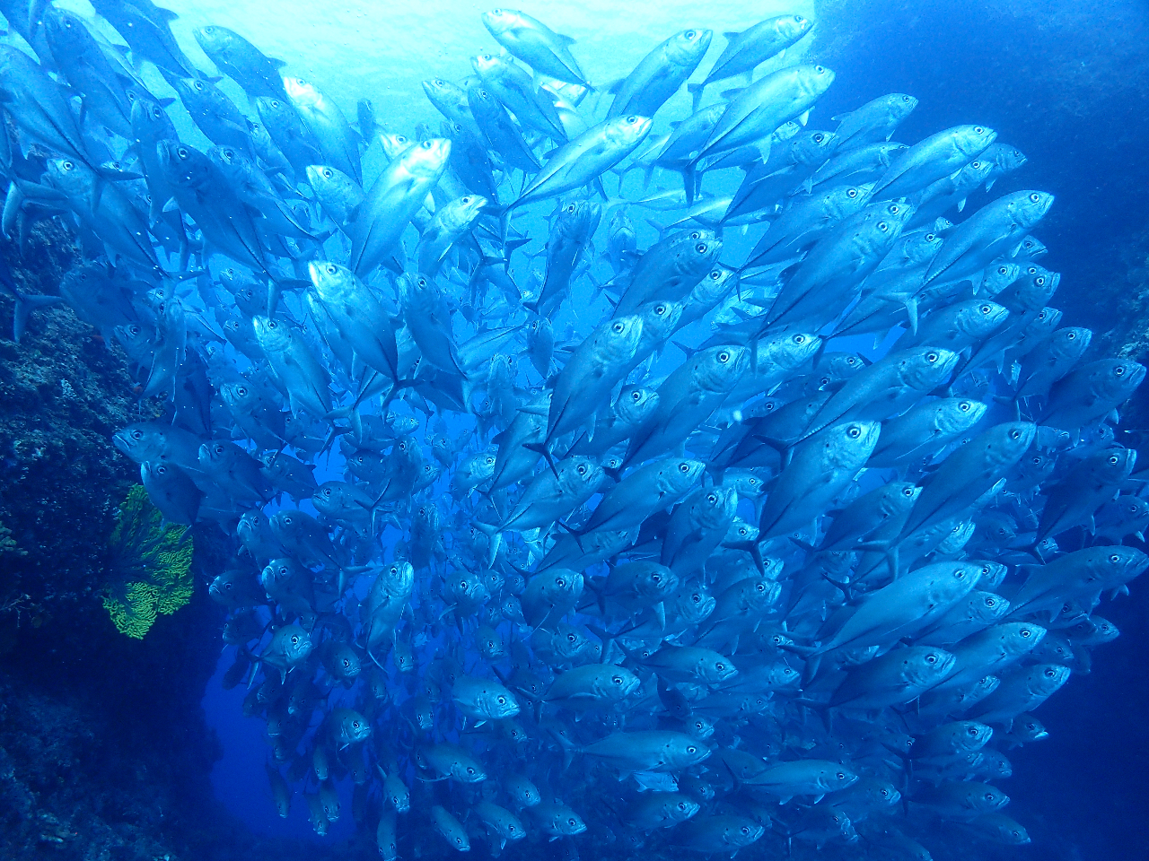 ���ɂ͂���ȌQ����@�M���K���A�W