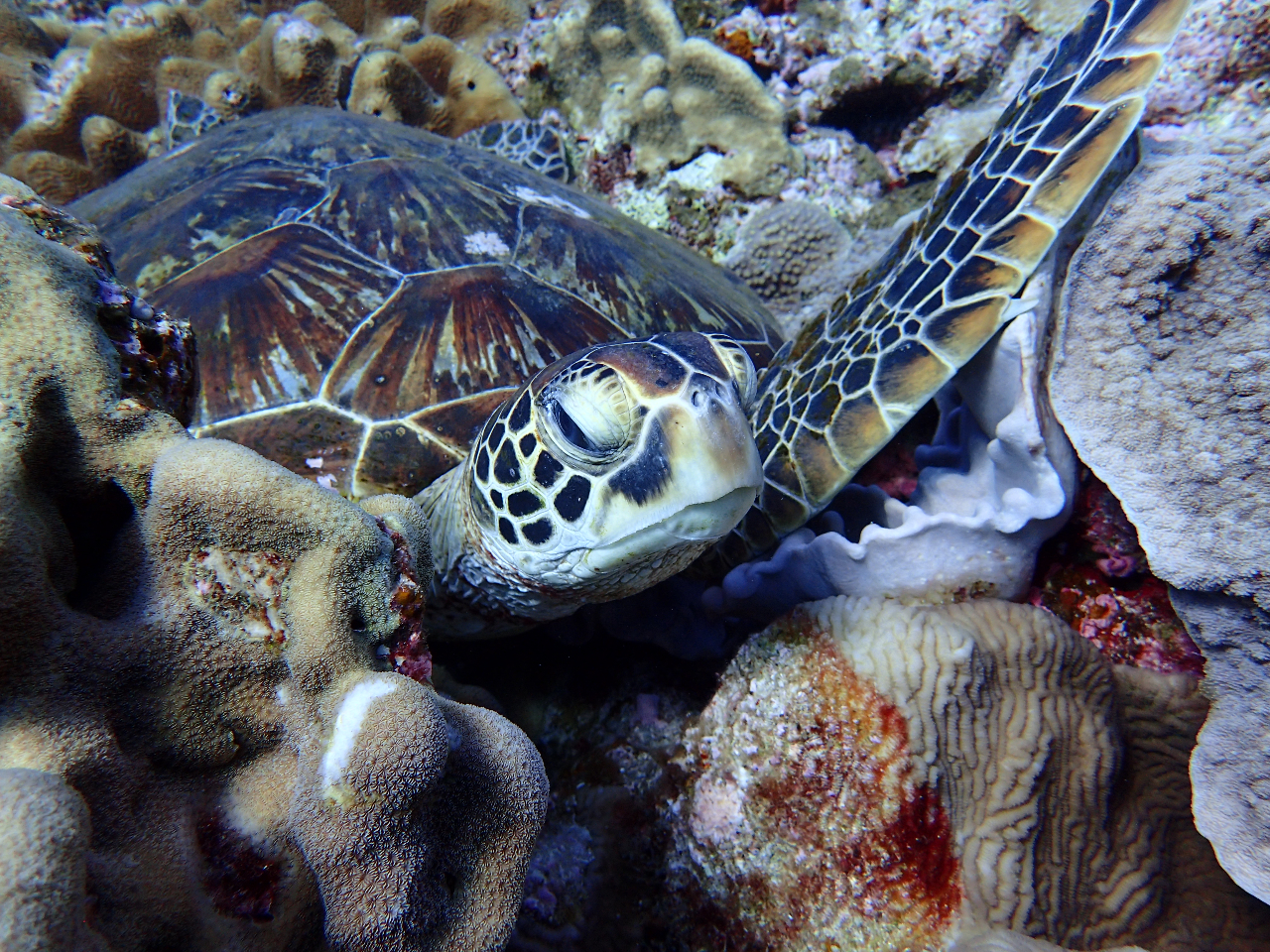 �l�C�҃J��