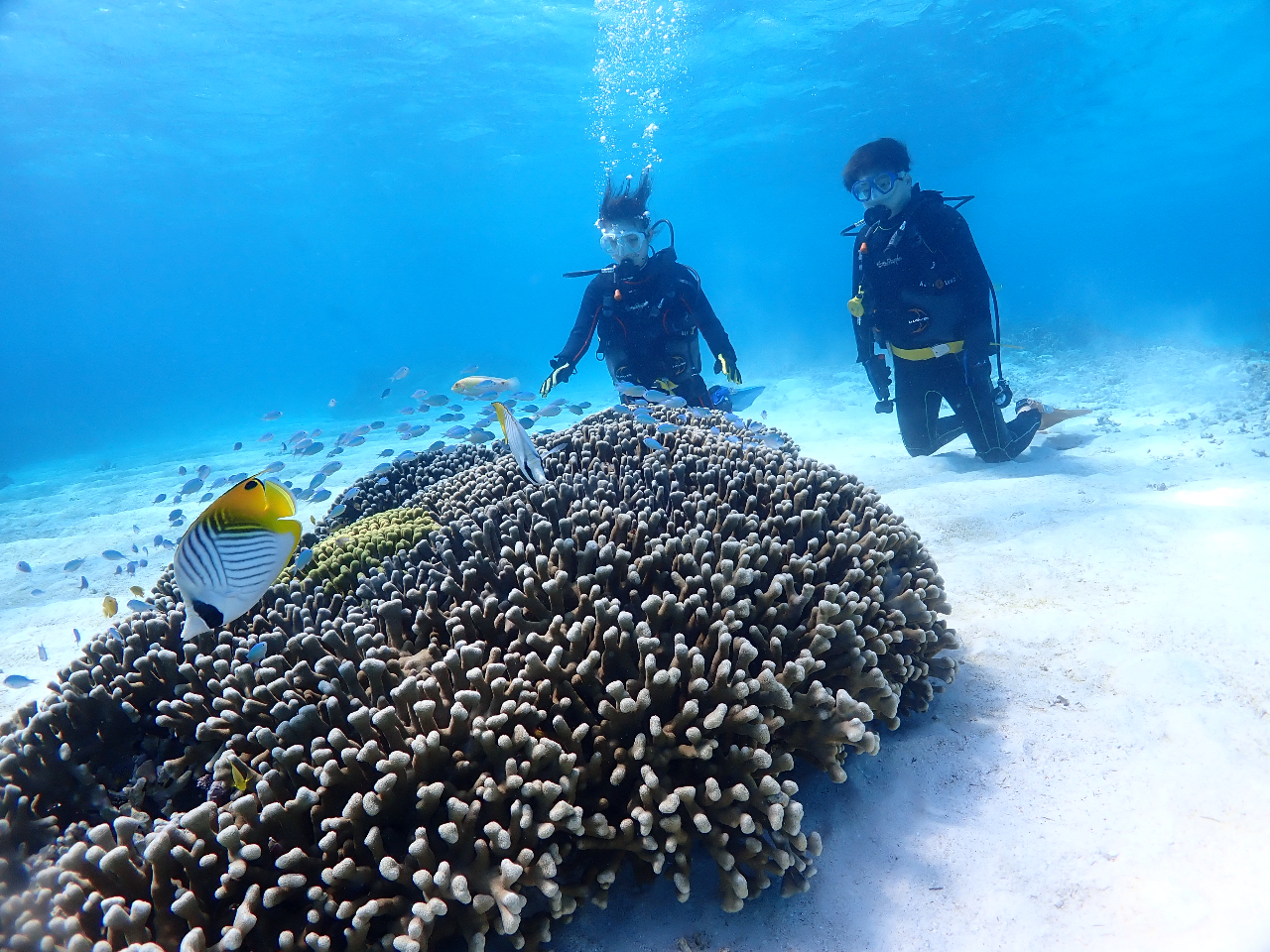 �̌��_�C�r���O1�{�ځA�`���E�`���E�E�I�ƃx�C�r�[���b�V��