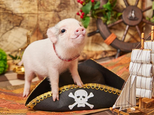 mipig cafe �C�I�����[�������V�s�S�X�̎ʐ^2