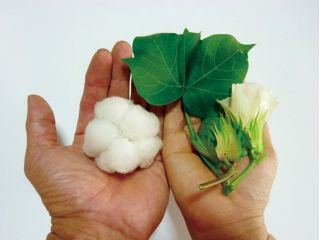 天然繊維のコットンだから人の体や地球の環境にやさし 安心!安全なエコ素材です
