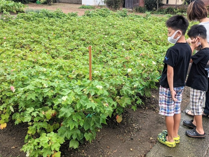 これが綿の畑です。見たことがあるかな!?