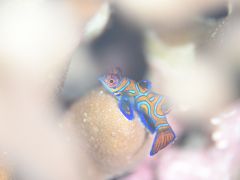 人気の希少生物ニシキテグリ