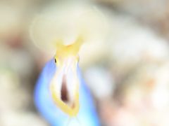 きれいな色のハナヒゲウツボ