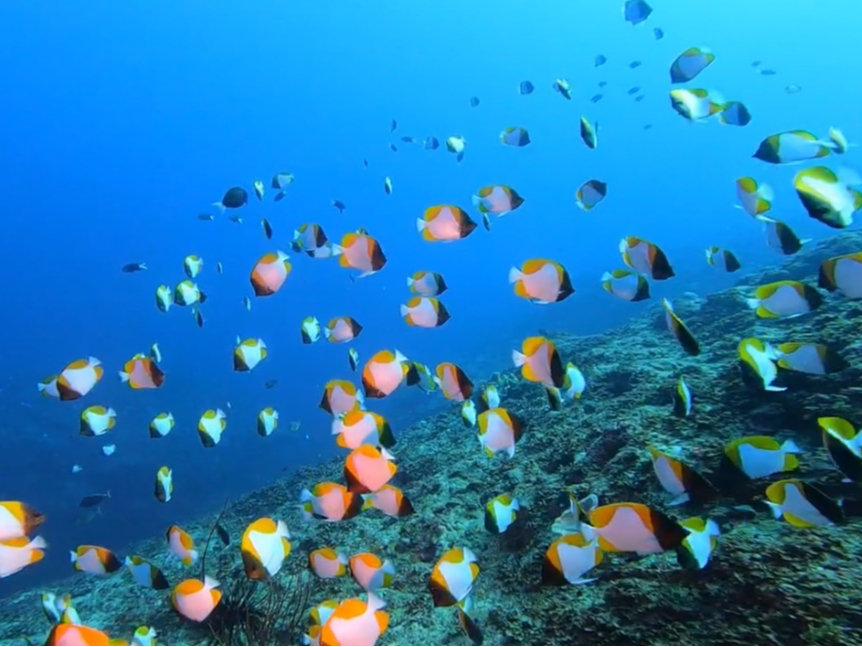 外洋のカスミチョウチョウウオの群れ