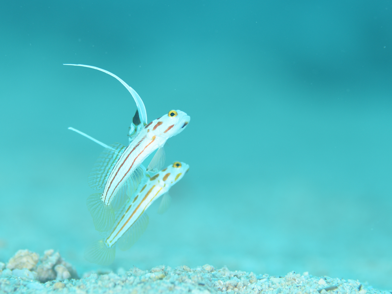 ヤシャハゼやヒレナガネジリンボウもじっくり撮影できます