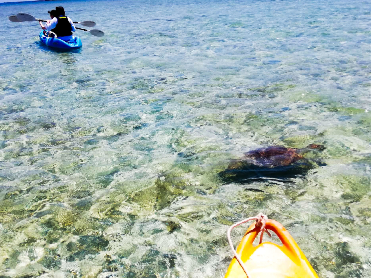道中は沢山のウミガメスポットがあります。ウミガメの泳ぐ姿を観察できます。