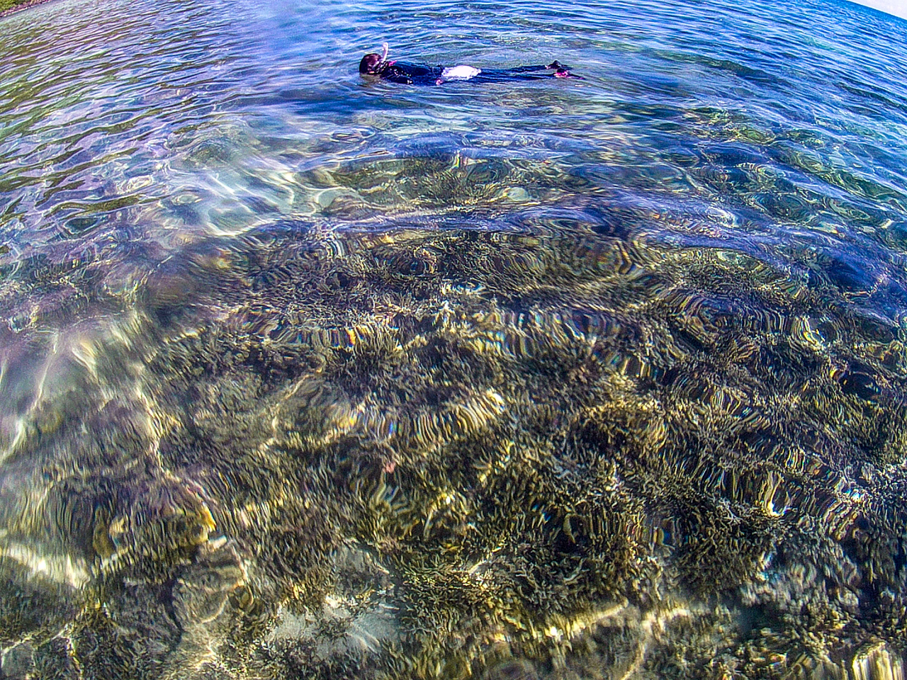 サンゴ群落の観察