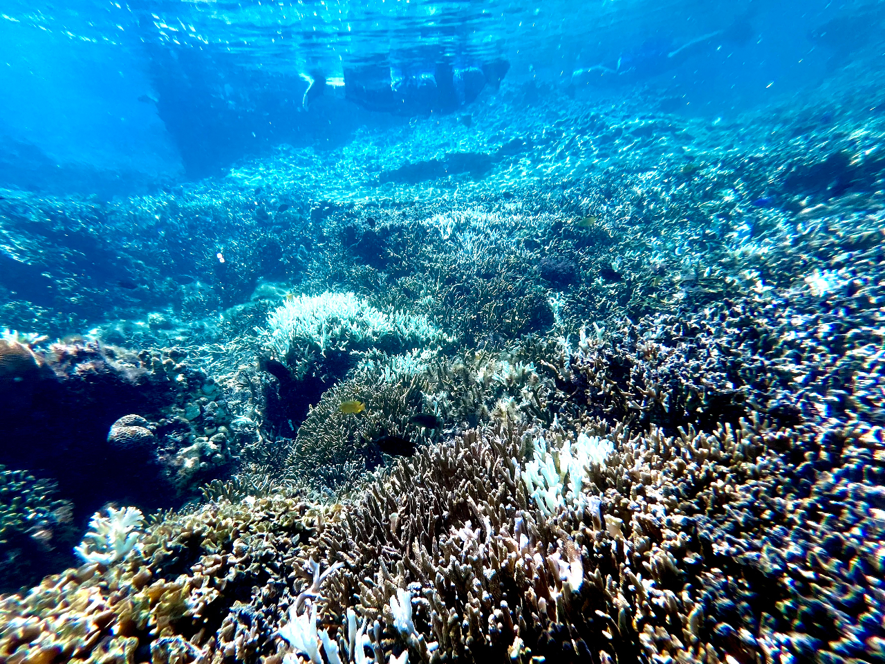 観察ポイントの水中光景