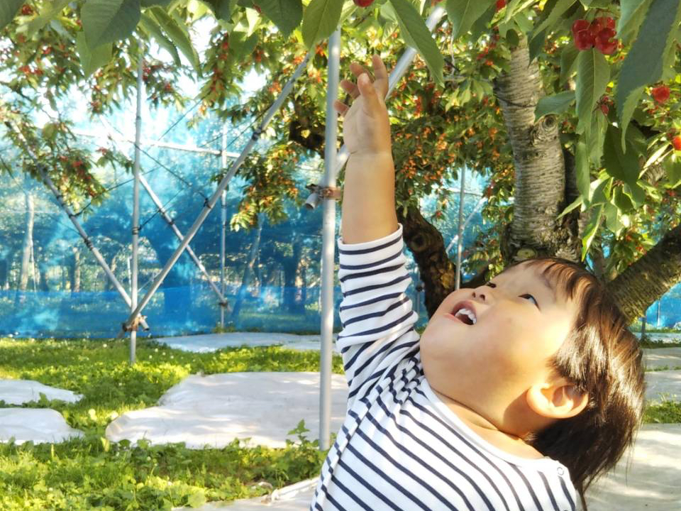 【さくらんぼ狩り】★45分食べ放題★山寺から車で約5分の立地!山寺観光と一緒に体...