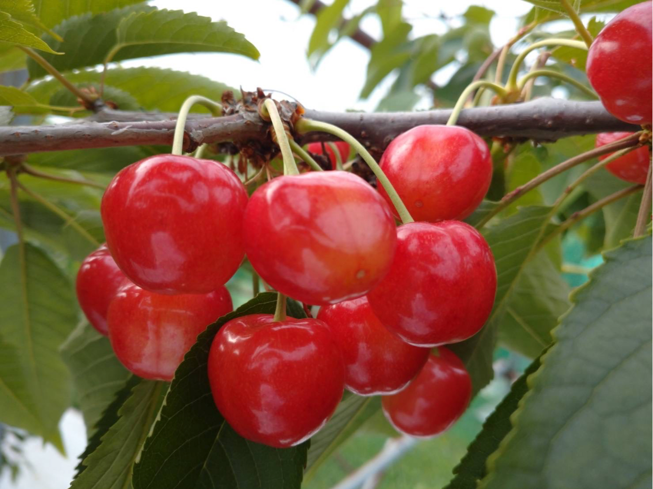 さくらんぼ狩り30分》東根温泉街からすぐの立地！万田酵素使用で低農薬