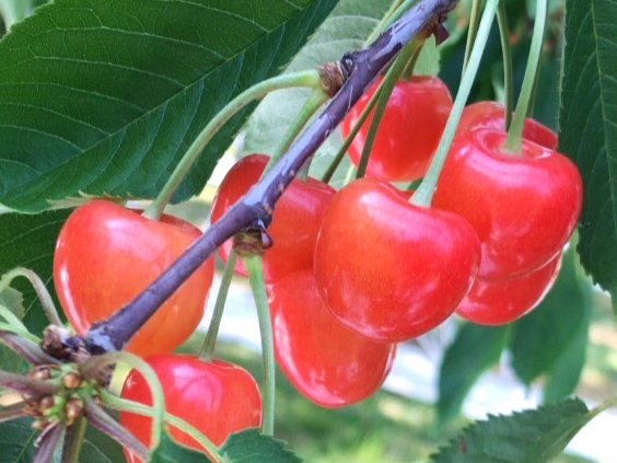 さくらんぼ狩り30分》東根温泉街からすぐの立地！万田酵素使用で低農薬