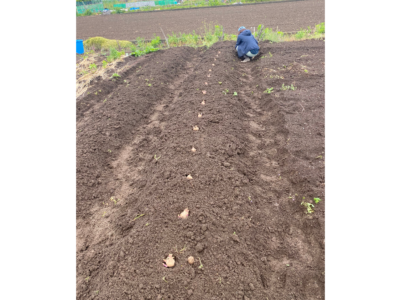 ߂Ă̔_ƁB_^AhoCU[ď߂ĂłSI