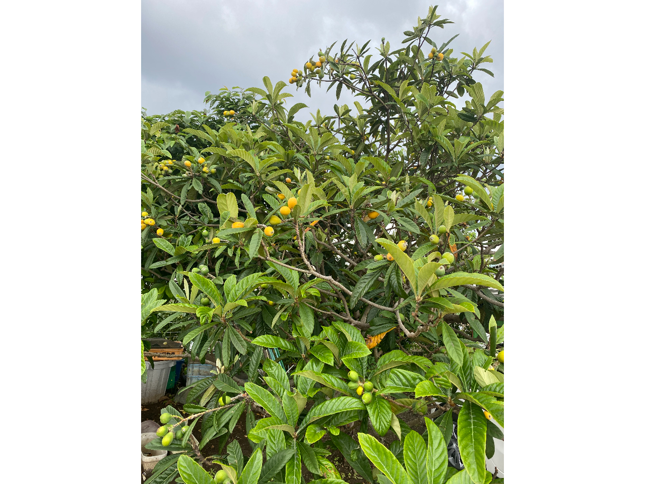 p҂̋LXy[Xɂ̓rC`WNA~EKAӂ܂B݂ȂŊynĐHׂĂI