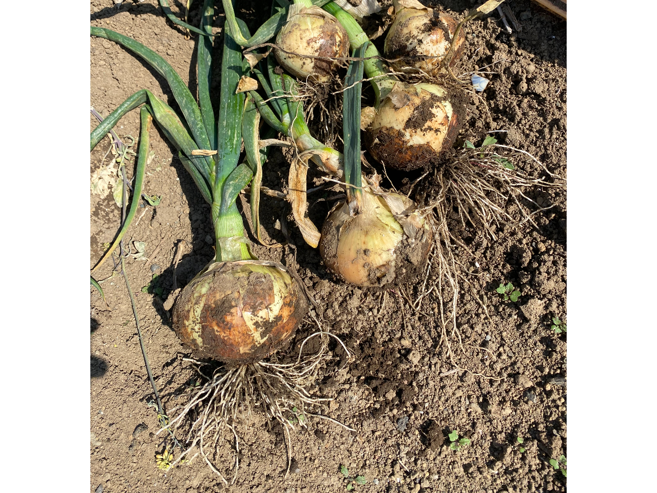 I[KjbNō؂͈SASBƑōĔHׂ悤I