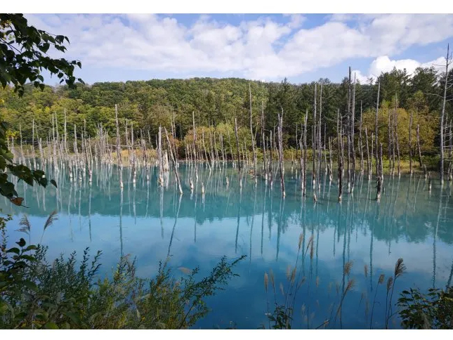 【青い池~白髭の滝~十勝岳~不動の滝×サイクリングツアー】北海道・美瑛アシスト付...