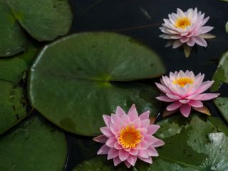 水面を彩る睡蓮の花。