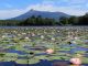 一年で今だけ!夏限定の水上散歩を楽しんで下さい。