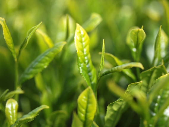 嬉野茶蒸し (きたの茶園さんの無農薬有機栽培の嬉野茶を使用)