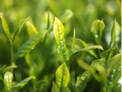 嬉野茶蒸し (きたの茶園さんの無農薬有機栽培の嬉野茶を使用)