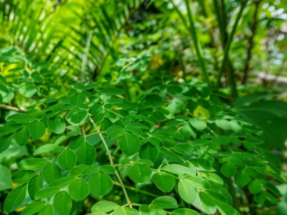 モリンガ蒸し (愛のモリンガ園の嬉野産モリンガ使用)