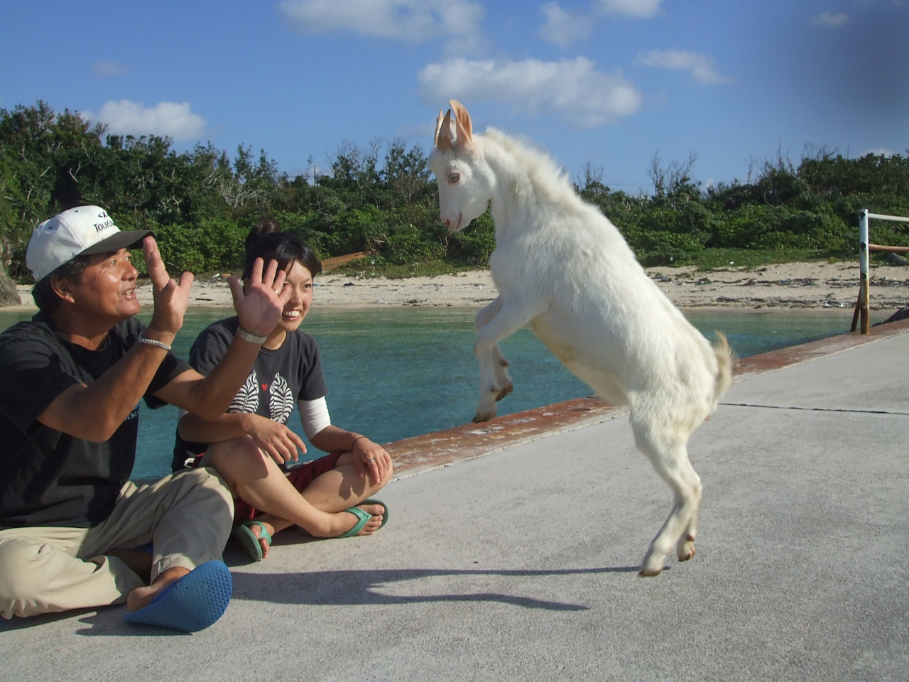 野生のヤギが生息しているので、会える事もあります。