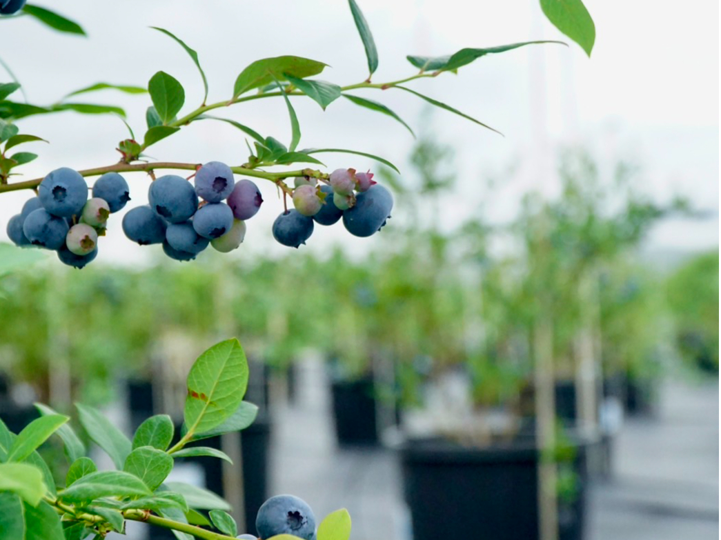 ���GARDEN �C���n�m�z�g���̎ʐ^4