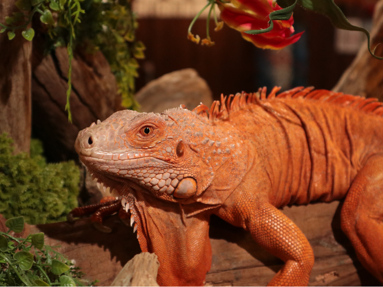 �O���[���C�O�A�i�i���b�h�A�U���j