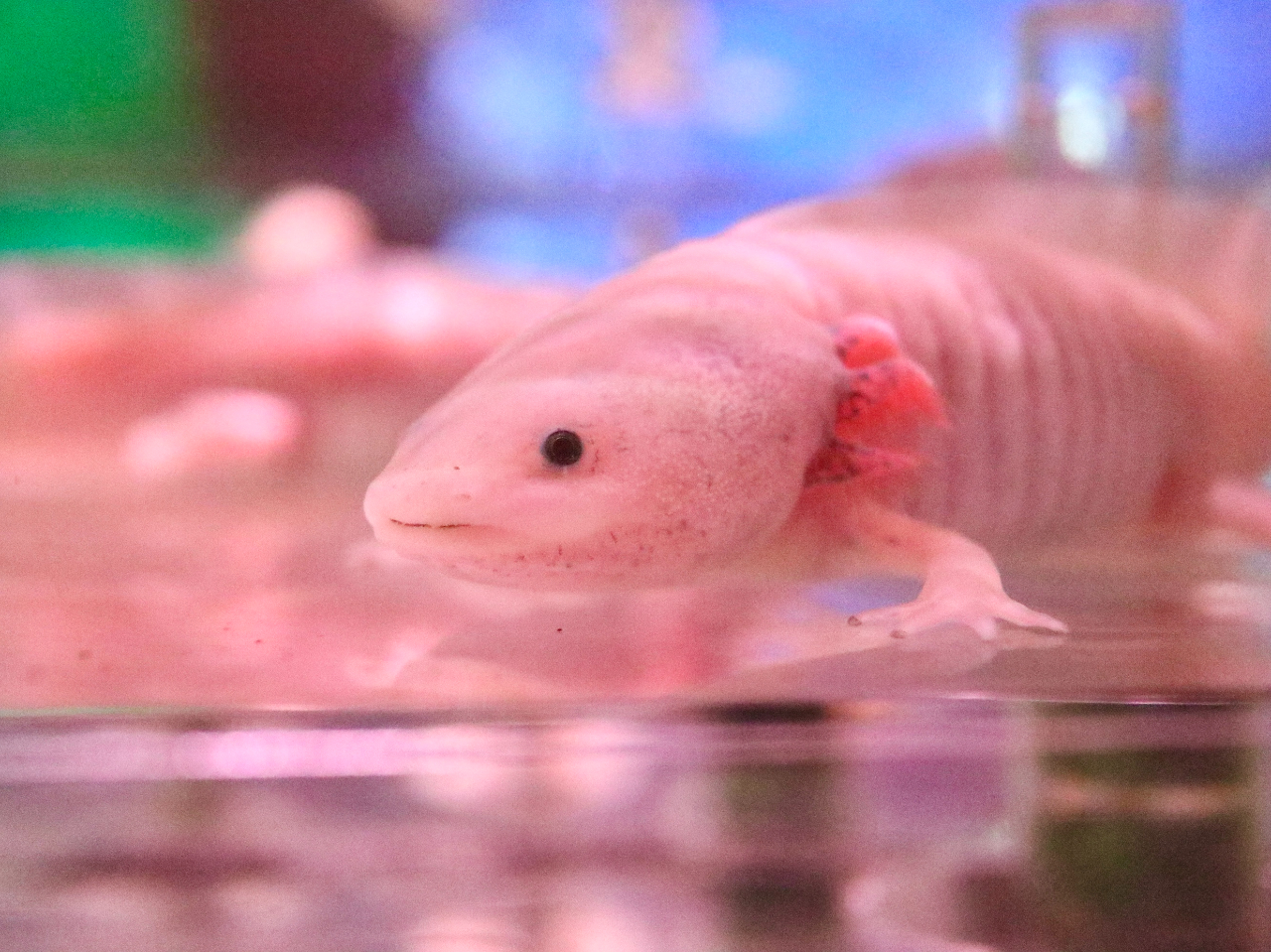 �E�[�p�[���[�p�[