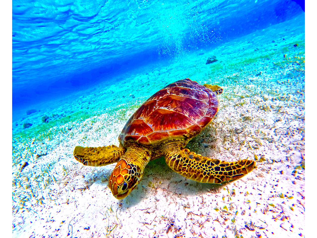 sIAm̃GhO[ɋPCɁItsp[}̃T[rXɁItĂ