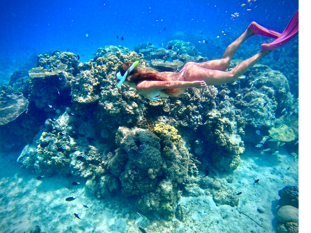 シュノーケリング人気ナンバーワン!!スキンダイビング人気沸騰中!!