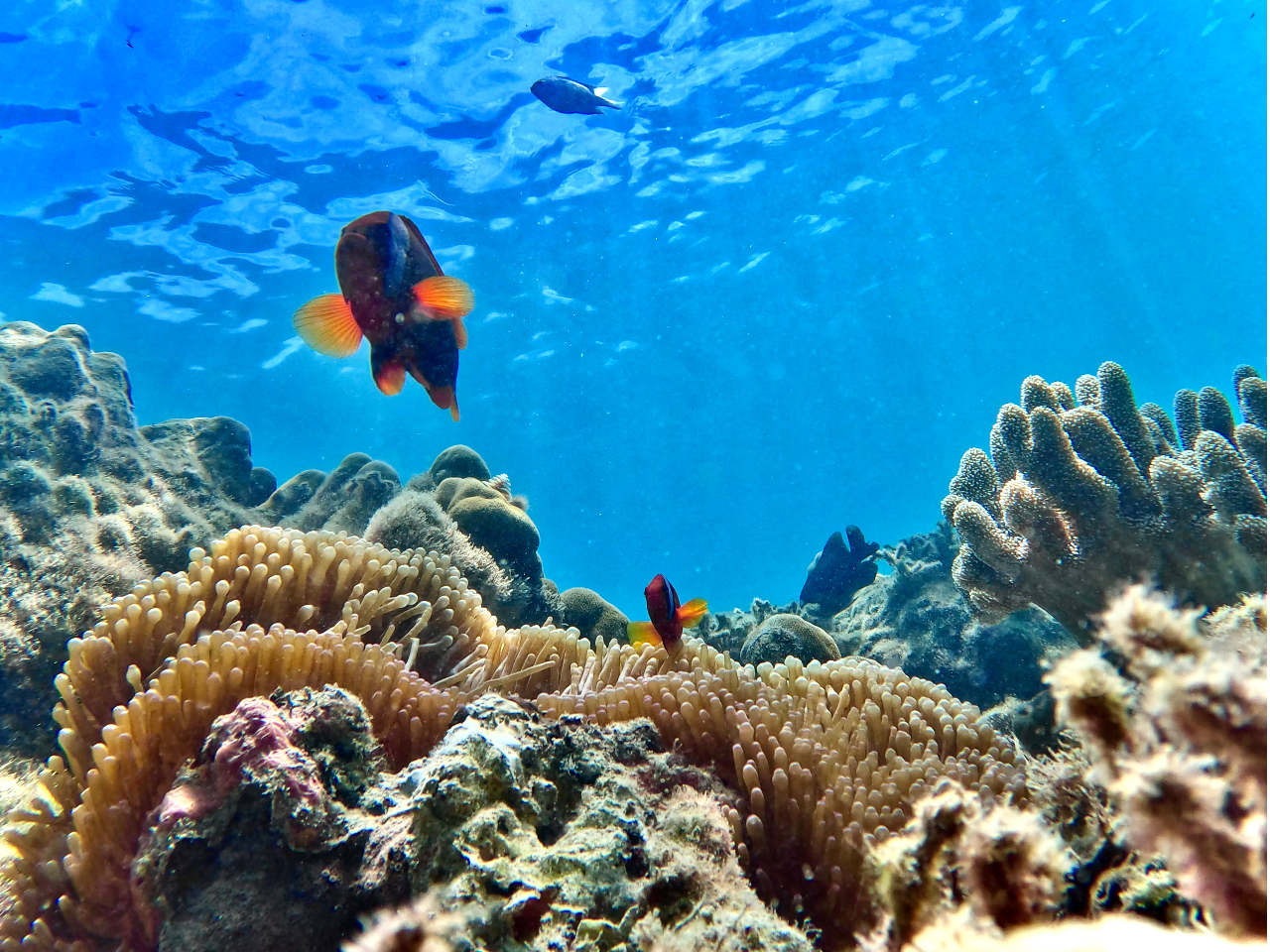 ニモやドリー♪が君たちを待ってるよ♪