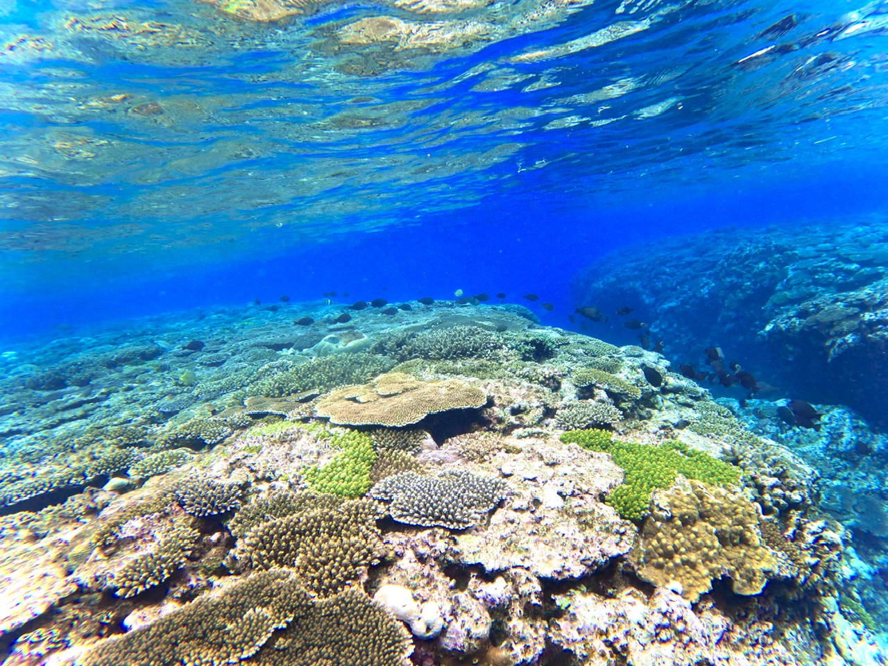 青い珊瑚礁が広がっています♪