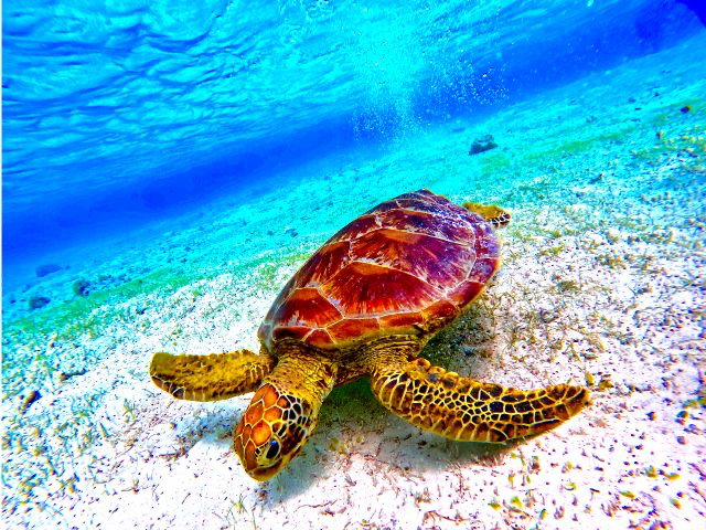 人気No1のクリアカヤックで今帰仁の透き通る海を体感しよう!運が良ければウミガメさんにも出会えるかも☆