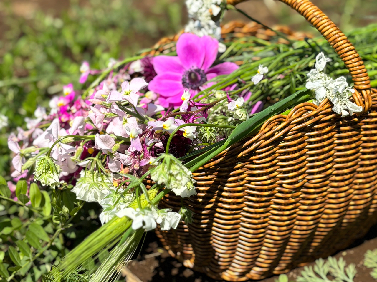春のお花摘み≪花農家でお花の摘み取り体験≫ナチュラルガーデンのお花を40本摘み取...