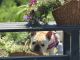 看板犬のフレンチブルドッグがいます(^^)