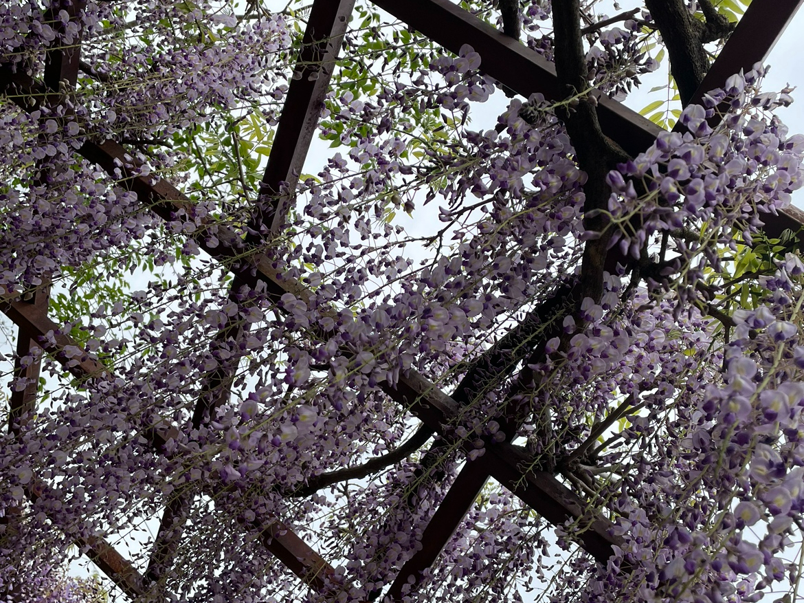 4月〜5月は藤棚を眺めながらBBQをお楽しみいただけます。