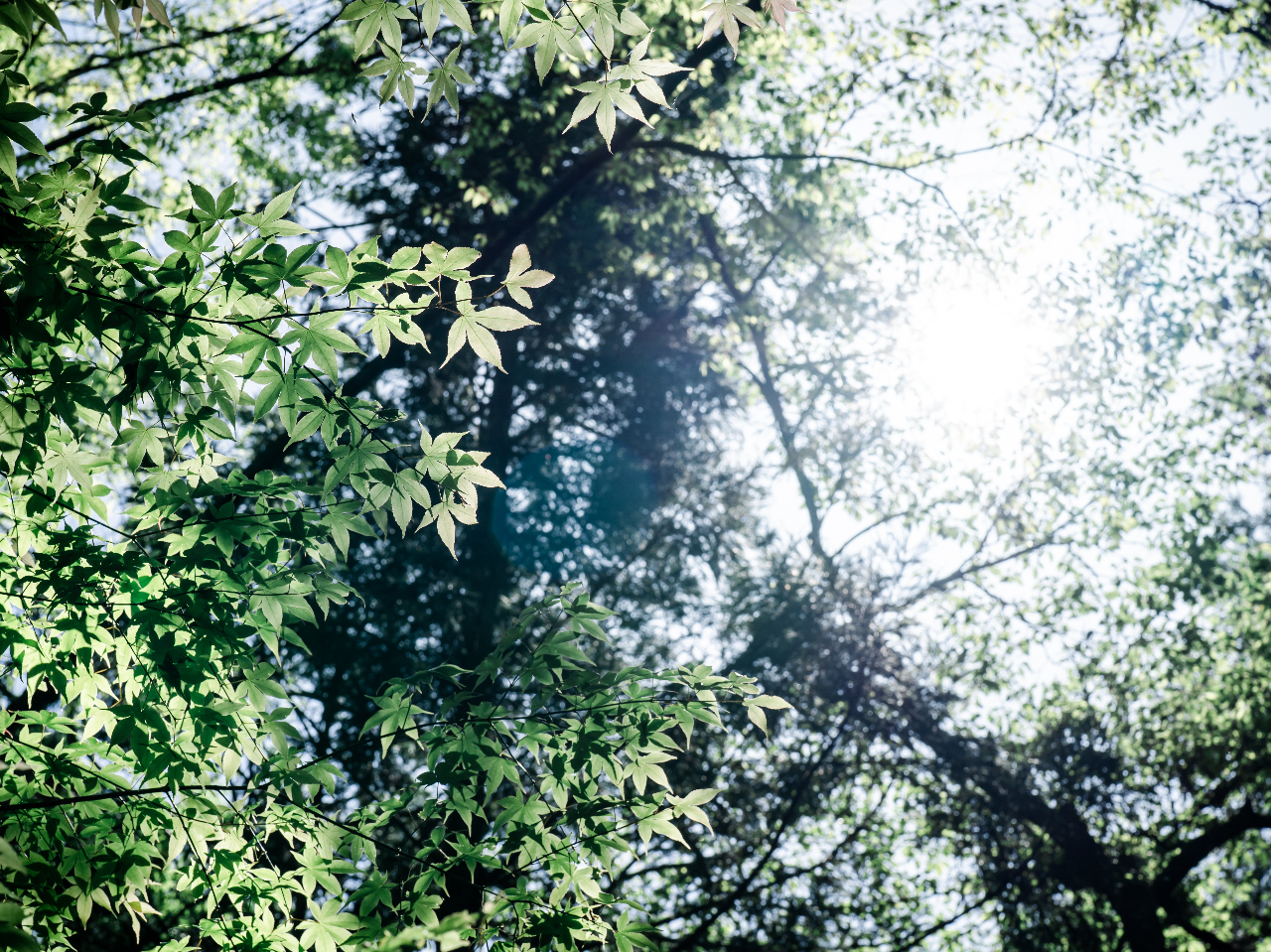 【貸切り】朝サウナ&午後サウナ