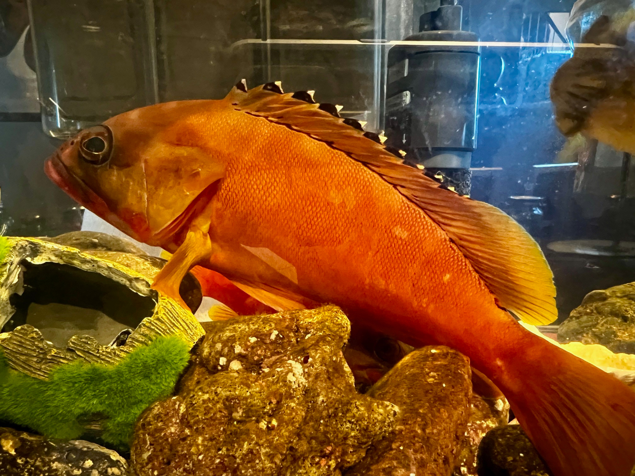 25pのアカハタ!この大きさはレアです!体験で釣れたお魚は水槽に入れて展示してます。