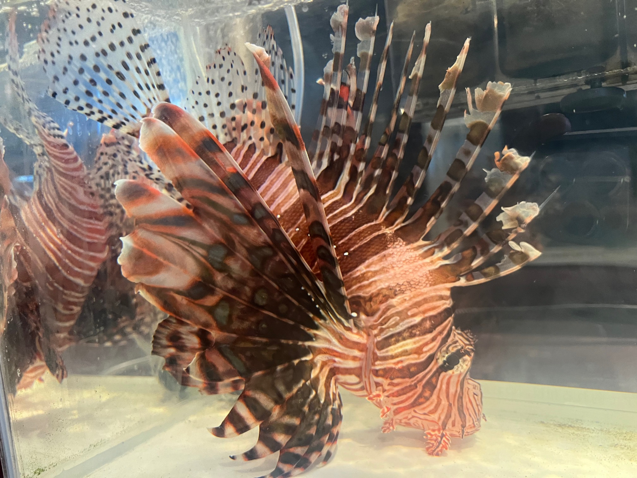 ミノカサゴも釣れたんです!これは激レアです!スタッフも釣ったお客さまもビックリ!