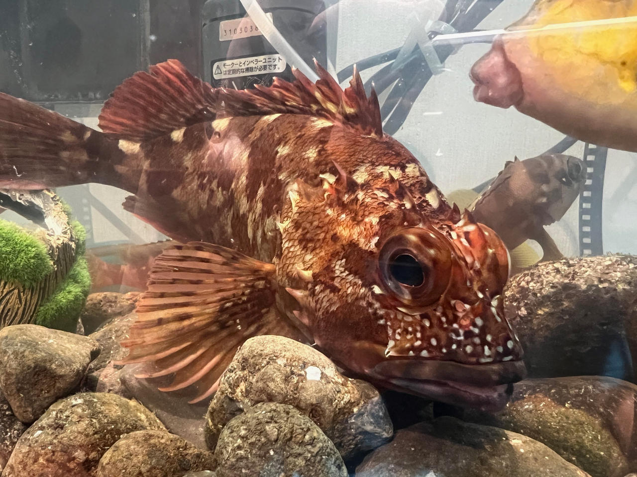 20pカサゴ!カサゴはよく釣れますが、このサイズはなかなか釣れません!