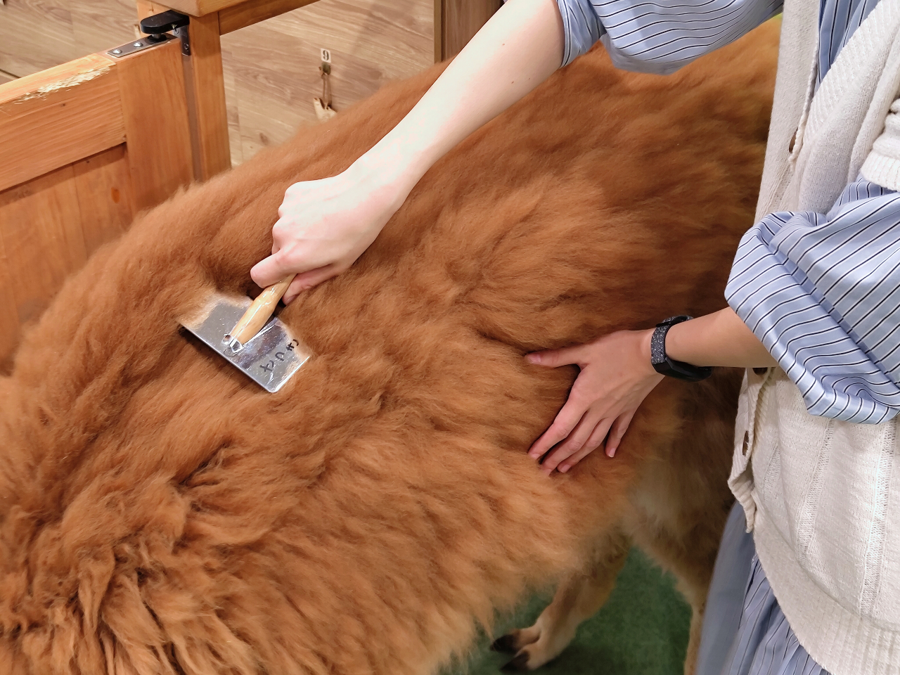 もふもふな毛に触って癒されること間違いなし^^