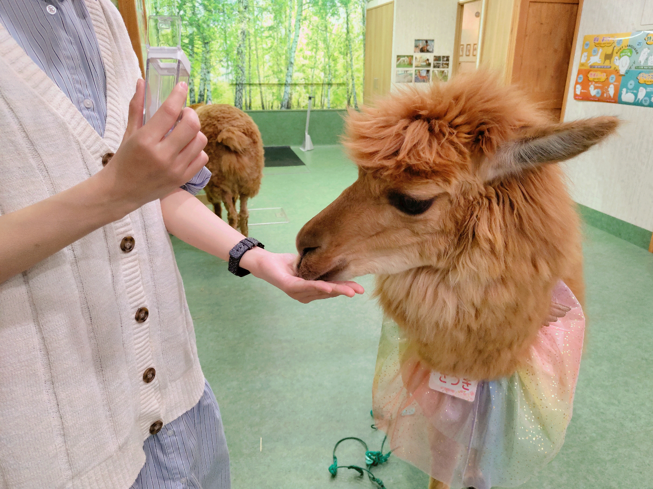 エサも上手に食べてくれます。直接手もしくはカップからもあげられます♪