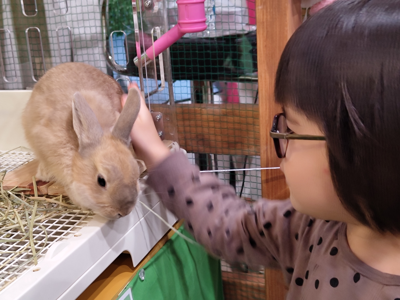 うさぎさんとも仲良くなれるよ♪