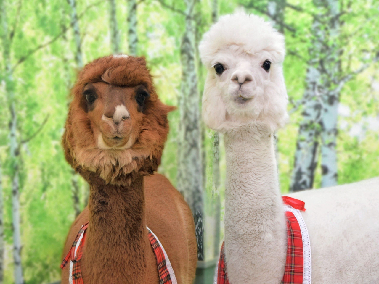 小さなお子様でも上手にふれあいが出来ます♪